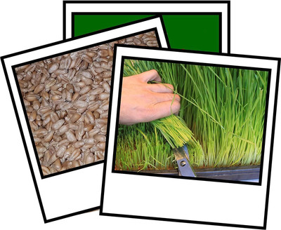 Biosnyg Non GMO Wheatgrass Seeds Ideal for Juicing & Microgreens-(2000 Seeds) Seed(2000 per packet)