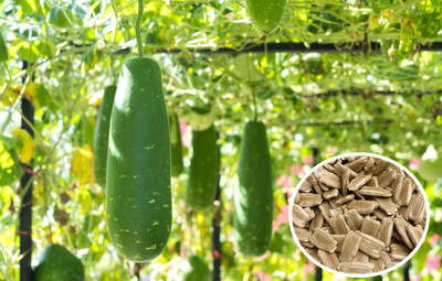 the green dotcom Round Bottle Gourd (Lauki/Lau/Clabash) Seed(30 per packet)