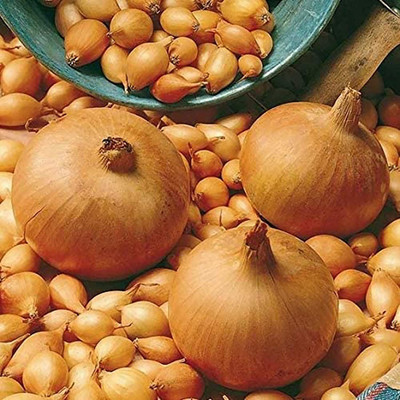 CYBEXIS Vegetable Seeds Nutritious Fresh Fast Growing Onion Seeds2000 Seeds Seed(2000 per packet)