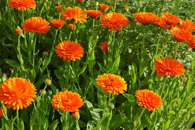Platis Calendula Orange King Seed(150 per packet)