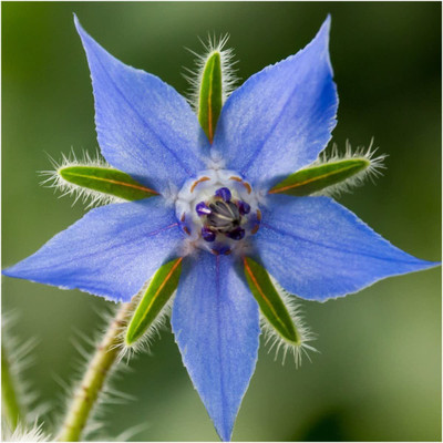 CYBEXIS GBPUT-61 - Blue Borage - (1350 Seeds) Seed(1350 per packet)