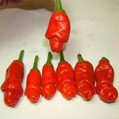 KNESSiN Chilli Seed(1250 per packet)