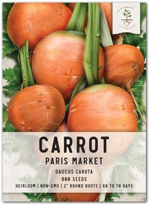 CYBEXIS XLR-6 - Paris Market Carrot - (250 Seeds) Seed(250 per packet)