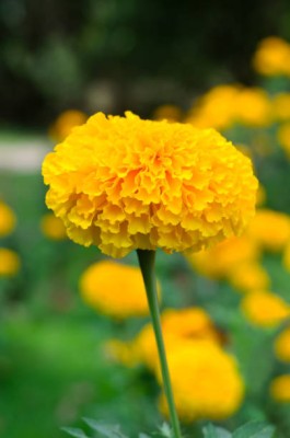 Asha Enterprises marigold,gende ka phool Seed(30 per packet)