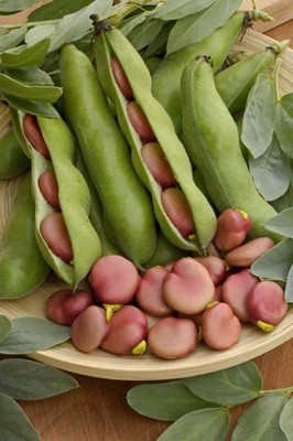 CYBEXIS Seeds of Vegetable Broad Bean Karmazyn-100 Seeds Seed(100 per packet)