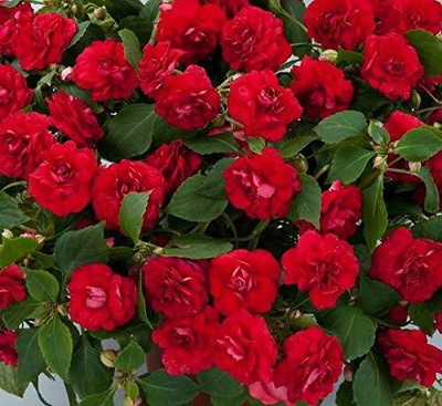 Lorvox Balsam double mixed flower Seed(10 per packet)