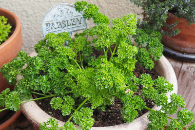 SOWCAN Parsley - Organic Herb Seed(100 per packet)