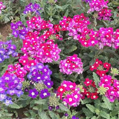 BDSresolve Trailing verbena seeds pack of 40 Seed(40 per packet)