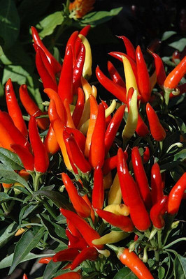 GREENSEA Hybrid Chilli/Mirchi Seed(111 per packet)