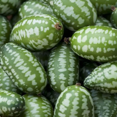 CYBEXIS LXI-73 - Mexican Sour Gherkin Cucumber Mouse Melon - (150 Seeds) Seed(150 per packet)