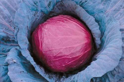 Aywal Purple Cabbage Seed(270 per packet)