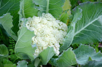 jkfarm white cauliflower,gobhee seeds Seed(20 per packet)