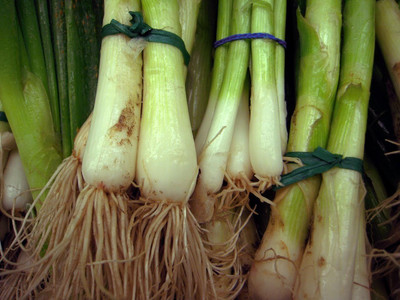 KNESSiN Korean Large Green Onion Vegetable Seeds For Planting-(2400 Seeds) Seed(2400 per packet)