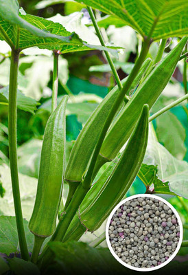 LPR LADY FINGER, (BINDI) Seed(300 per packet)