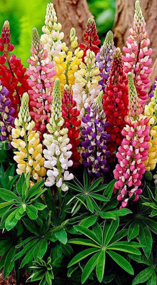 Epazo Lupin Mix Dwarf Flower Seed(24 per packet)