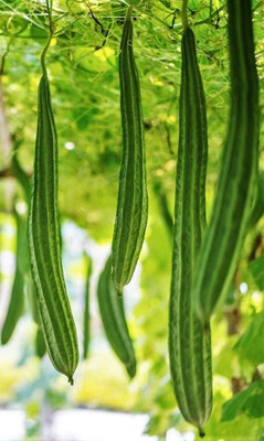 Qualtivate PUA-2A Angled Ridge Gourd Turai Seed(50 per packet)
