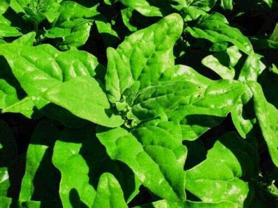 KNESSiN New Zealand Spinach Seed(1250 per packet)