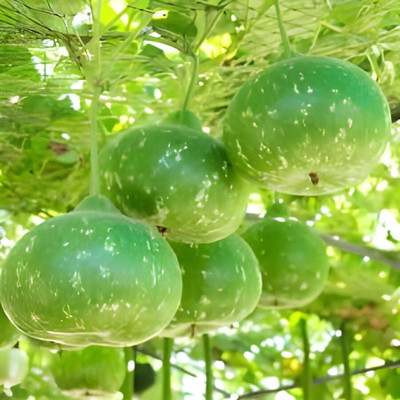 CRGO GHIYA , LAUKI , BOTTLE GOURD Seed(100 per packet)