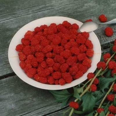 CYBEXIS Prolific Strawberry Seeds-50 Seeds Seed(50 per packet)
