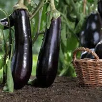 SeeGreen F1 Black Brinjal Seeds, Organic Bengan, Begun Hybird Seeds,Solanum melongena Seed(150 per packet)