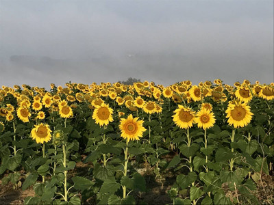 Seedsqlty giant sunflower seeds for gardening, high germination (20 seeds) Seed(20 per packet)