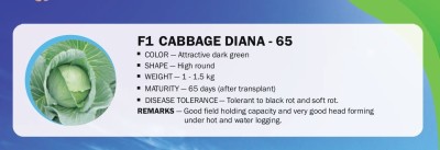 VibeX F1 CABBAGE DIANA - 65(2500 Seeds) Seed(2500 per packet)