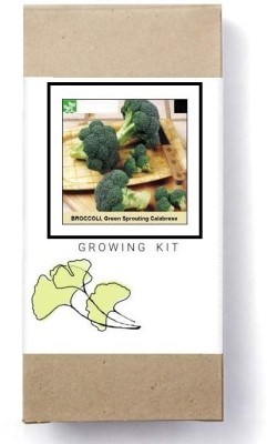 Biosnyg Green Sprouting Calabrese Broccoli Seed(500 per packet)