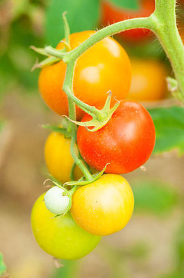 SEEDSKLUB tomato Seed(60 per packet)