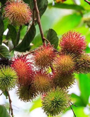 MAA LITCHI,LICHEE,LYCHEE Seed(11 per packet)