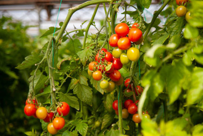BDSresolve tomato Seed(80 per packet)