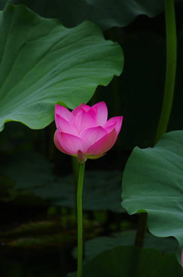 MAA lotus,kamal seeds Seed(5 per packet)