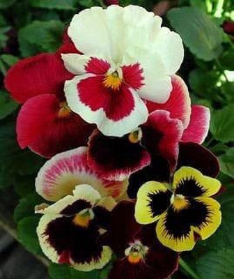 Lorvox Pansy flower seeds hybrid double Seed(110 per packet)