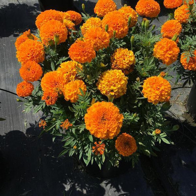 Avysa African Garden Seeds Flower Marigold/Gainda Orange Seed(100 per packet)