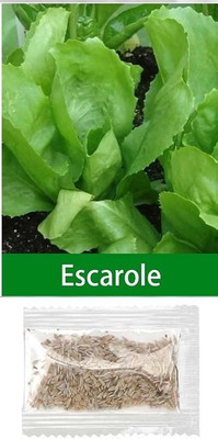 Quentova Escarole Lettuce 0.5gm-NCS-10F Seed(400 per packet)
