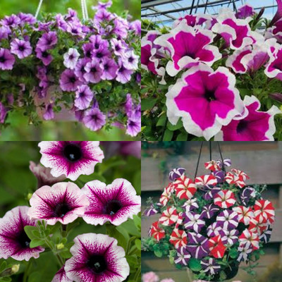 ibains Petunia flower seeds white bij 37 Seed(37 per packet)
