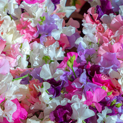 CYBEXIS KGF -37 - Annual Sweet Peas Flower - (100 Seeds) Seed(100 per packet)