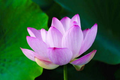 Kritharth Creation lotus,kamal gatta Seed(15 per packet)