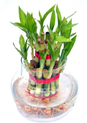 Nema Lucky Bamboo Seed(100 per packet)