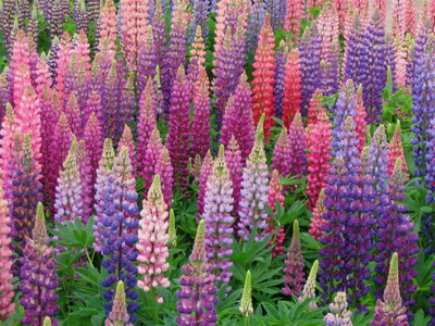 Quentova Lupine Flower Plant-US-9C Seed(50 per packet)