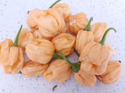 Biosnyg F1 Hybrid 7 Pot Peach Chilli Vegetable Seeds For Planting-(2000 Seeds) Seed(2000 per packet)
