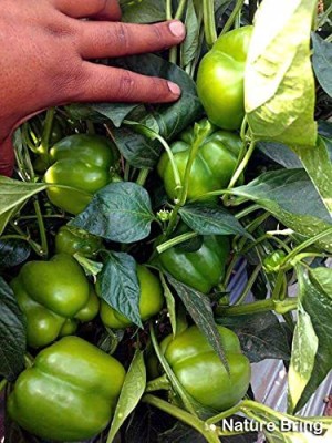 CYBEXIS PUAS-77 - Capsicum Green ANDHRA-115 - (150 Seeds) Seed(150 per packet)