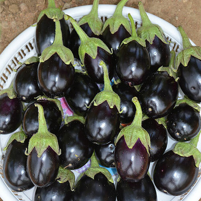 UGRA Brinjal Seed(2000 per packet)