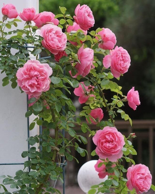 CRGO ROSE , GULAAB Seed(5 per packet)