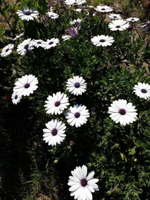 Lorvox DIMORPHOTHECA WHITE OPEN POLLINATED Seed(30 per packet)