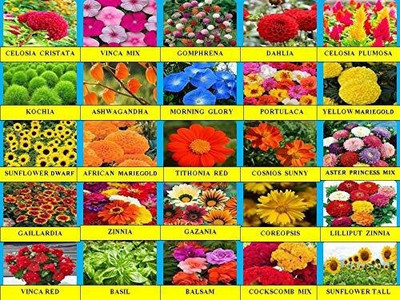 the green dotcom Flower Seeds Combo 25 Varieties Seeds Pack Seed(25 per packet)