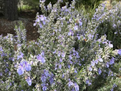 Qualtivate GUA-145 Tuscan Blue Rosemary Seeds Seed(500 per packet)