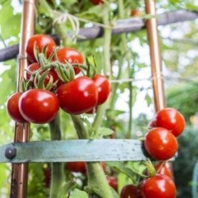 Aywal High Yield Tomato F1 RED Ruby Hybrid Seed(80 per packet)