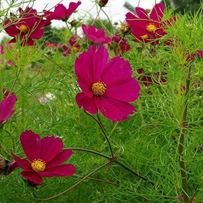 CYBEXIS TLX-75 - Dazzler Cosmos Flower - (270 Seeds) Seed(270 per packet)