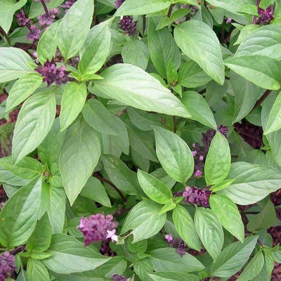 VibeX ® VMR-5 Ocimum bascilicum Basil 'Queenette' Seed(1000 per packet)