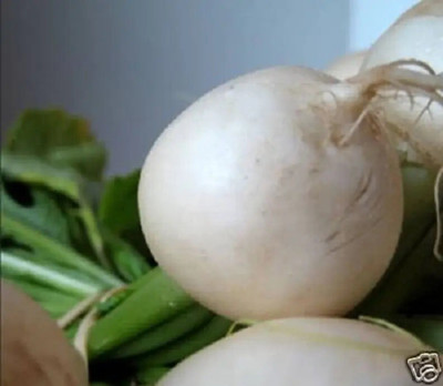 Quentova Turnip Egg white-HQL-22S Seed(250 per packet)